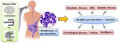 Gut Microbiota as a Missing Link Between Nutrients and Traits of Human